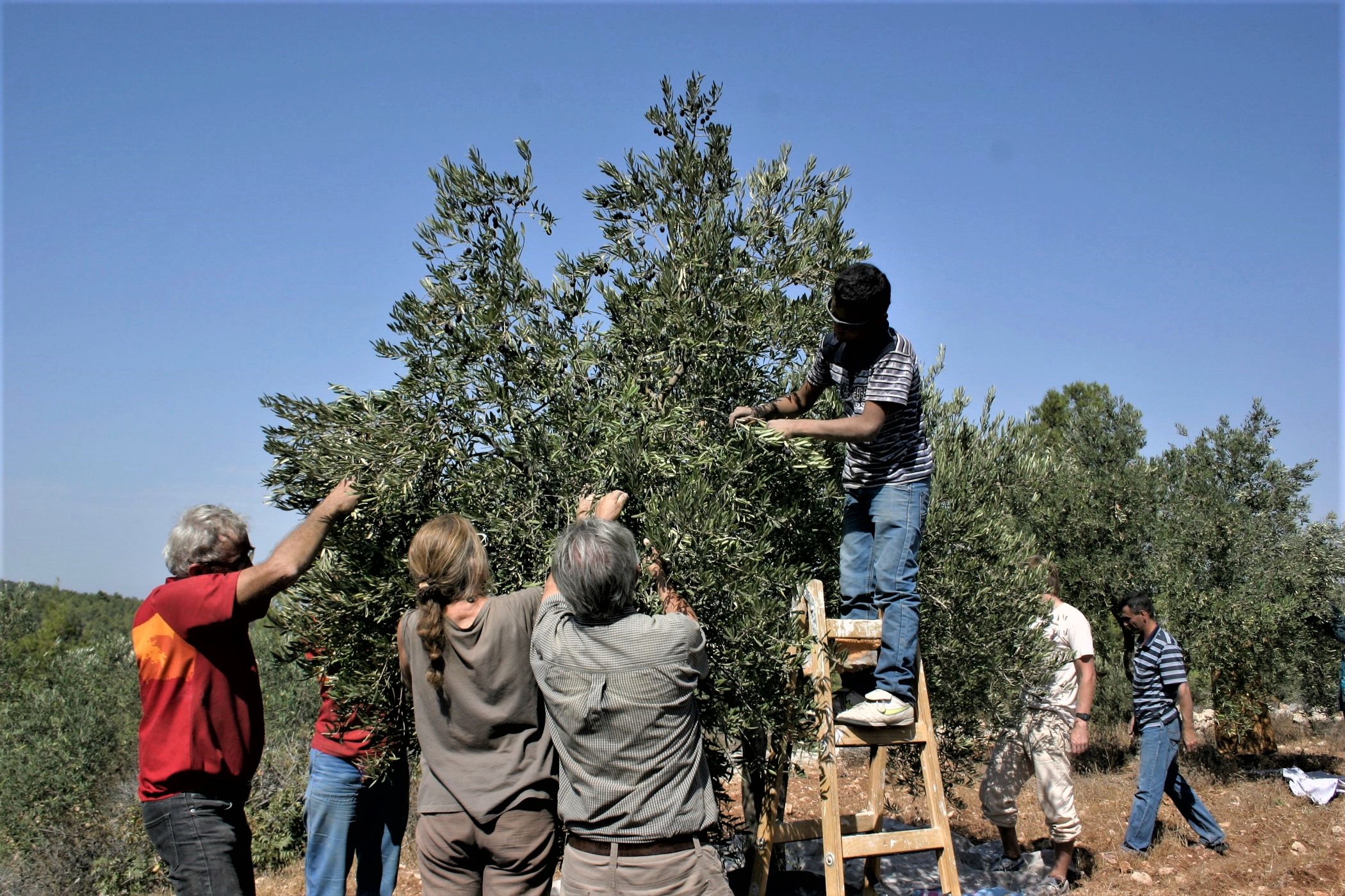 Petani Palestina Diserang oleh Pemukim Zionis selama Panen Zaitun