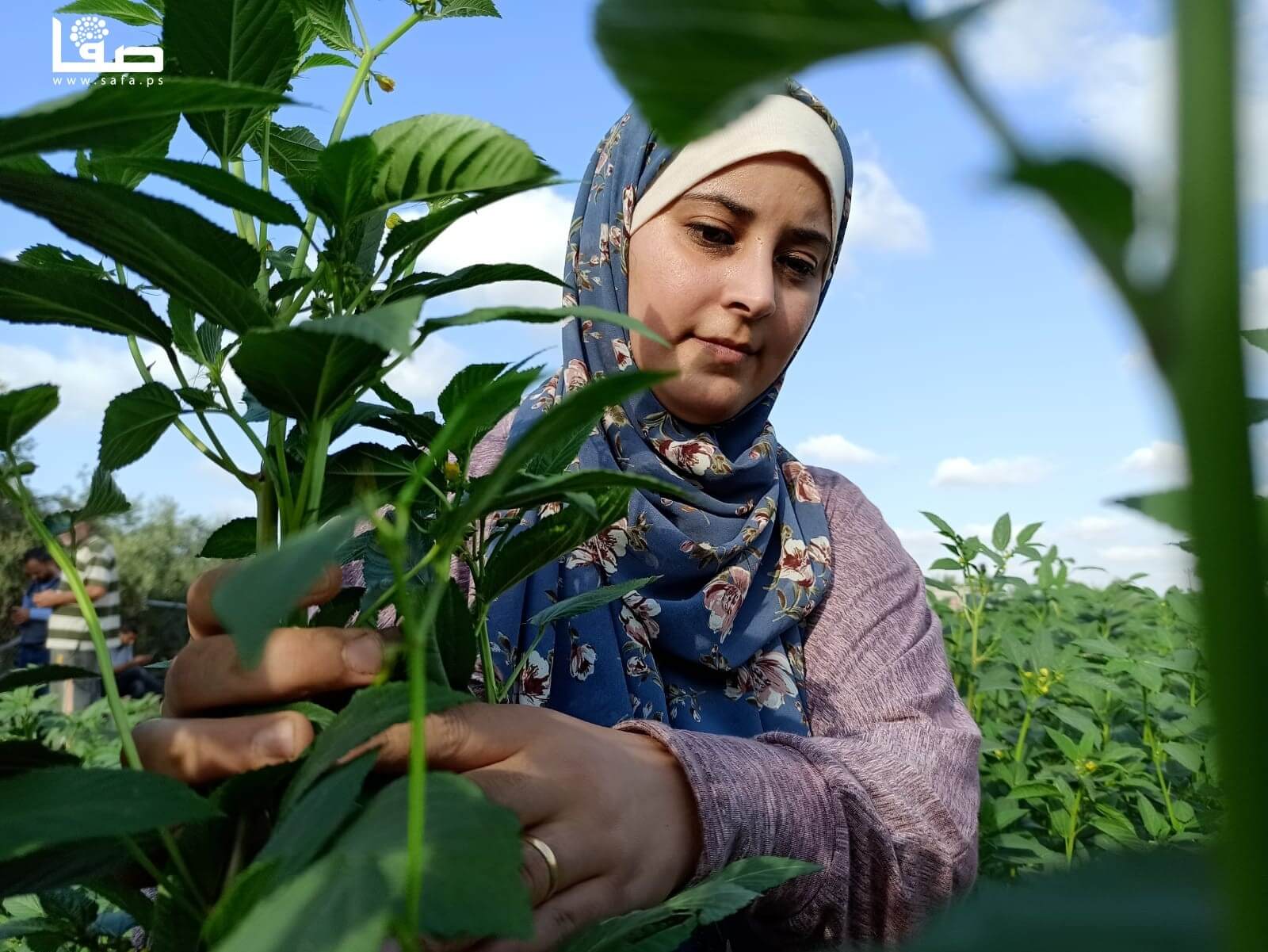 Tetap Berdaya, Empat Perempuan Palestina Berjuang dengan Bertani