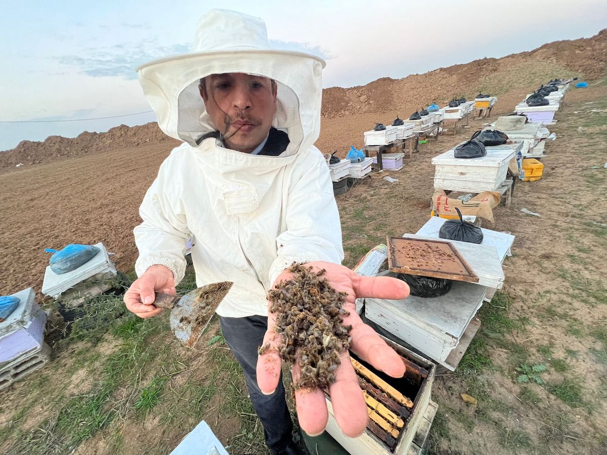 Lebah Menjadi Korban Terbaru Serangan Israel di Gaza