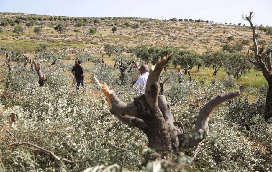 Pemukim Yahudi Mencabut Pohon Zaitun di Tepi Barat yang Diduduki