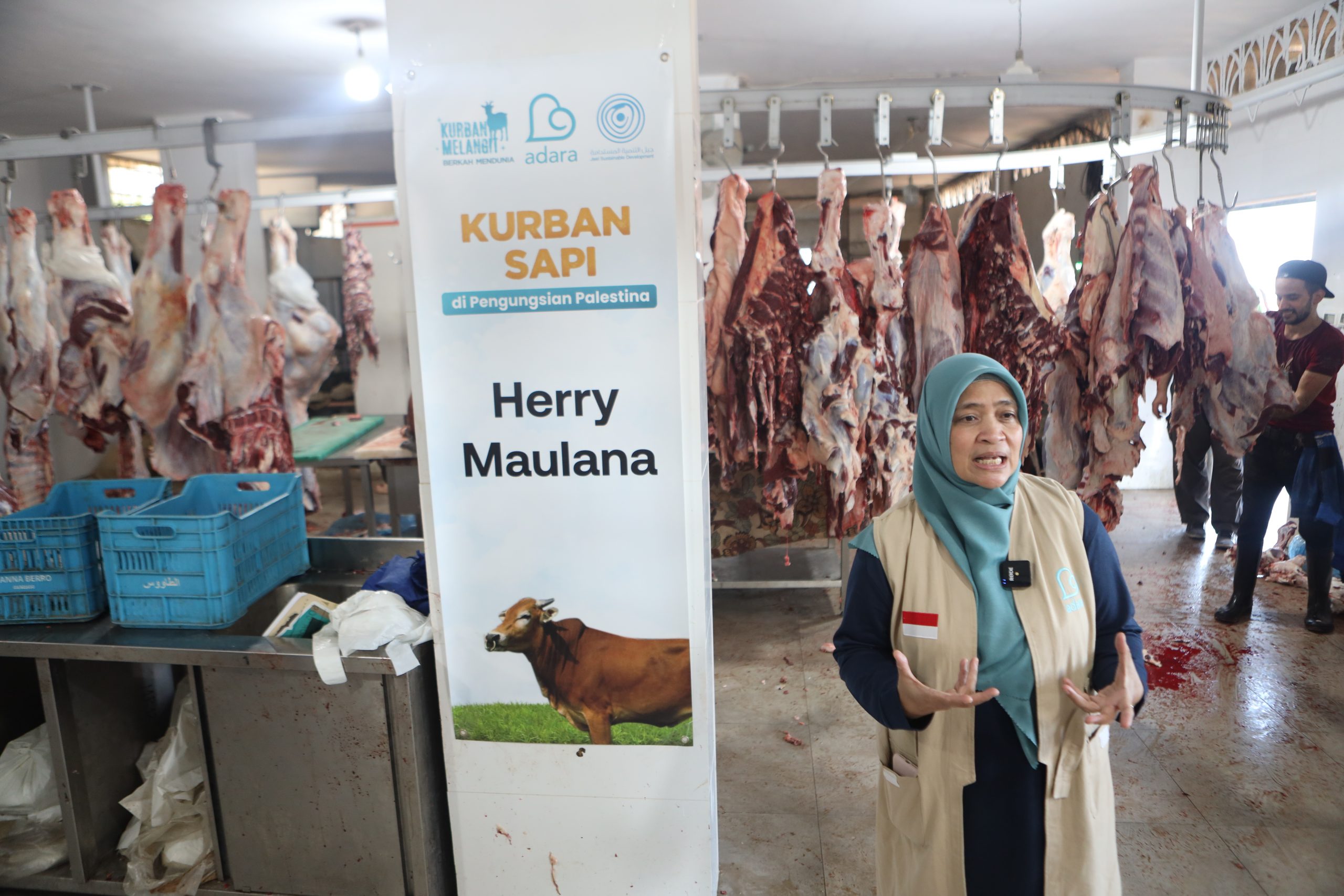 Sapi Telah Disembelih di Pengungsian Palestina (Tahap II)