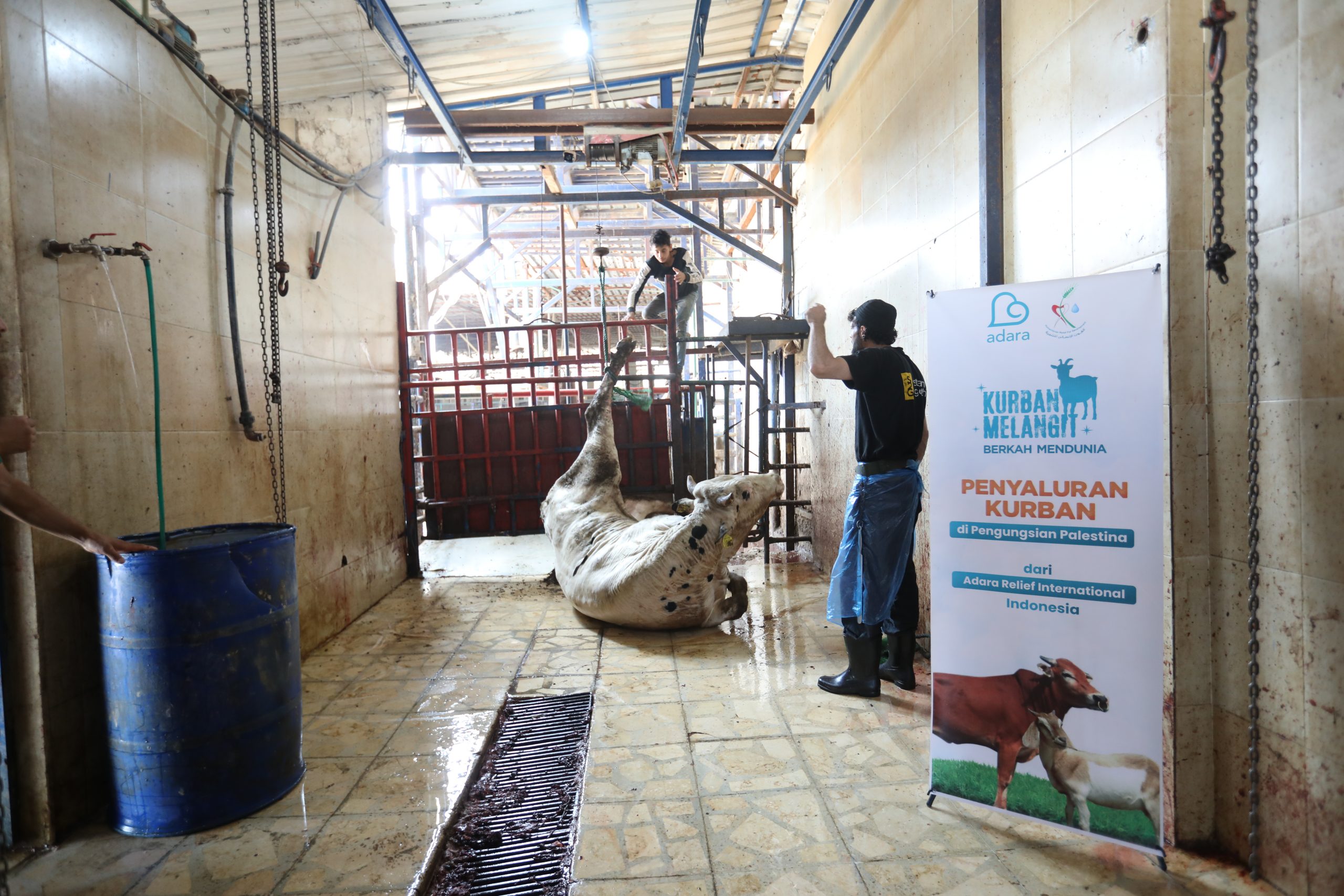 Sapi Telah Disembelih di Pengungsian Palestina (Tahap V)