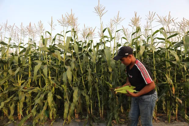 Foto-foto Panen Jagung di Gaza