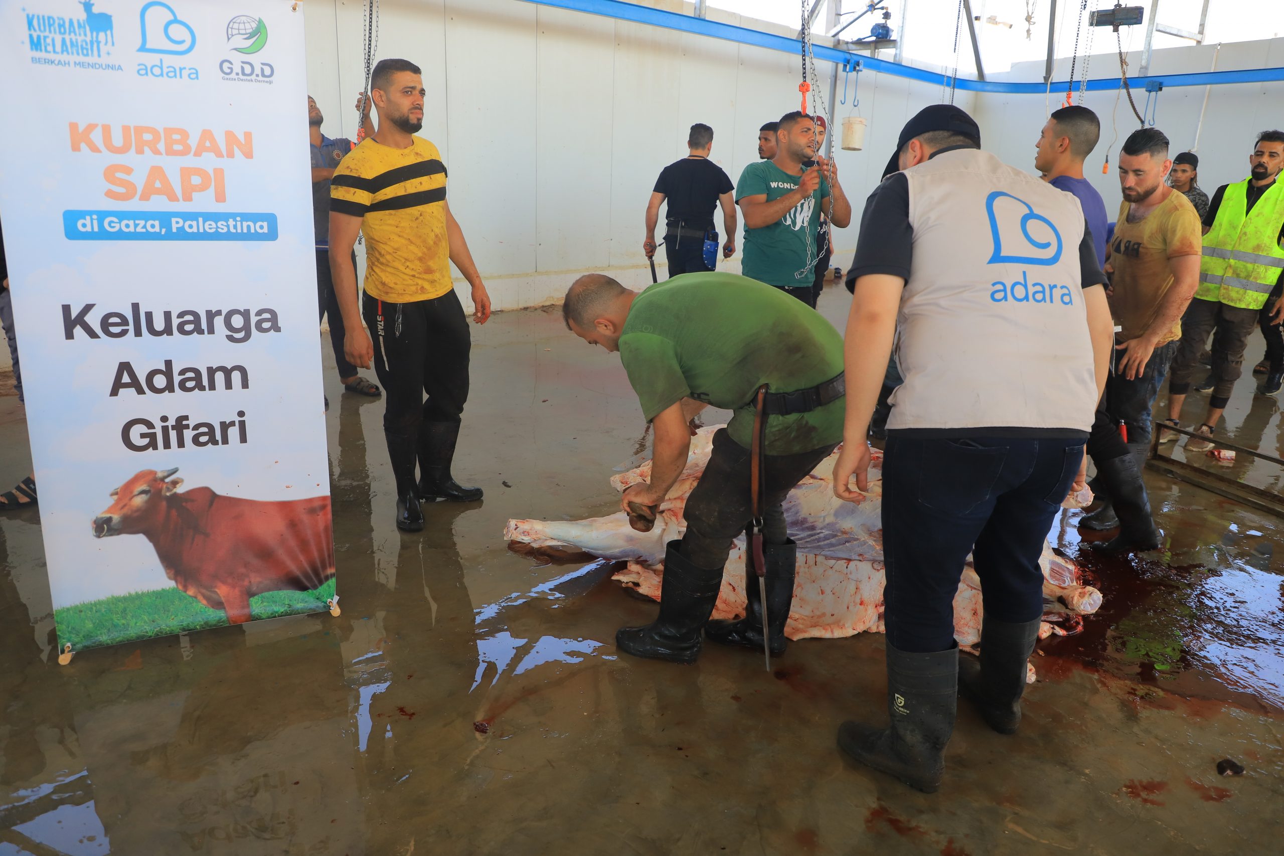 Sapi Gaza Telah Disembelih (Tahap I)