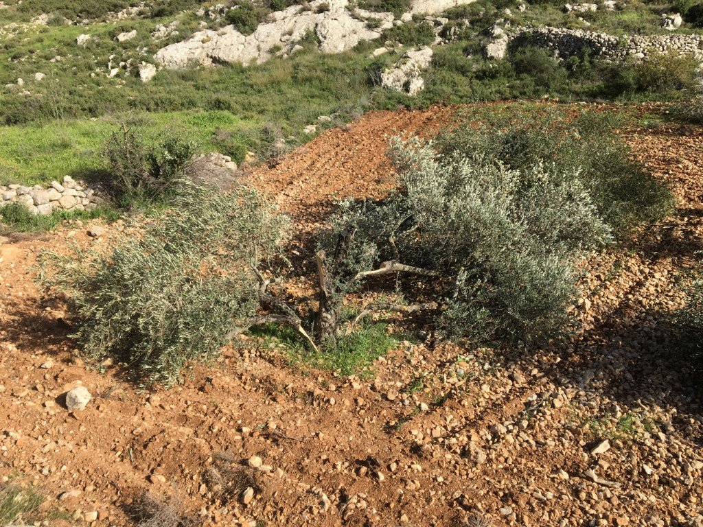 Israel telah menyita 2.536,5 hektar tanah Palestina di Tepi Barat