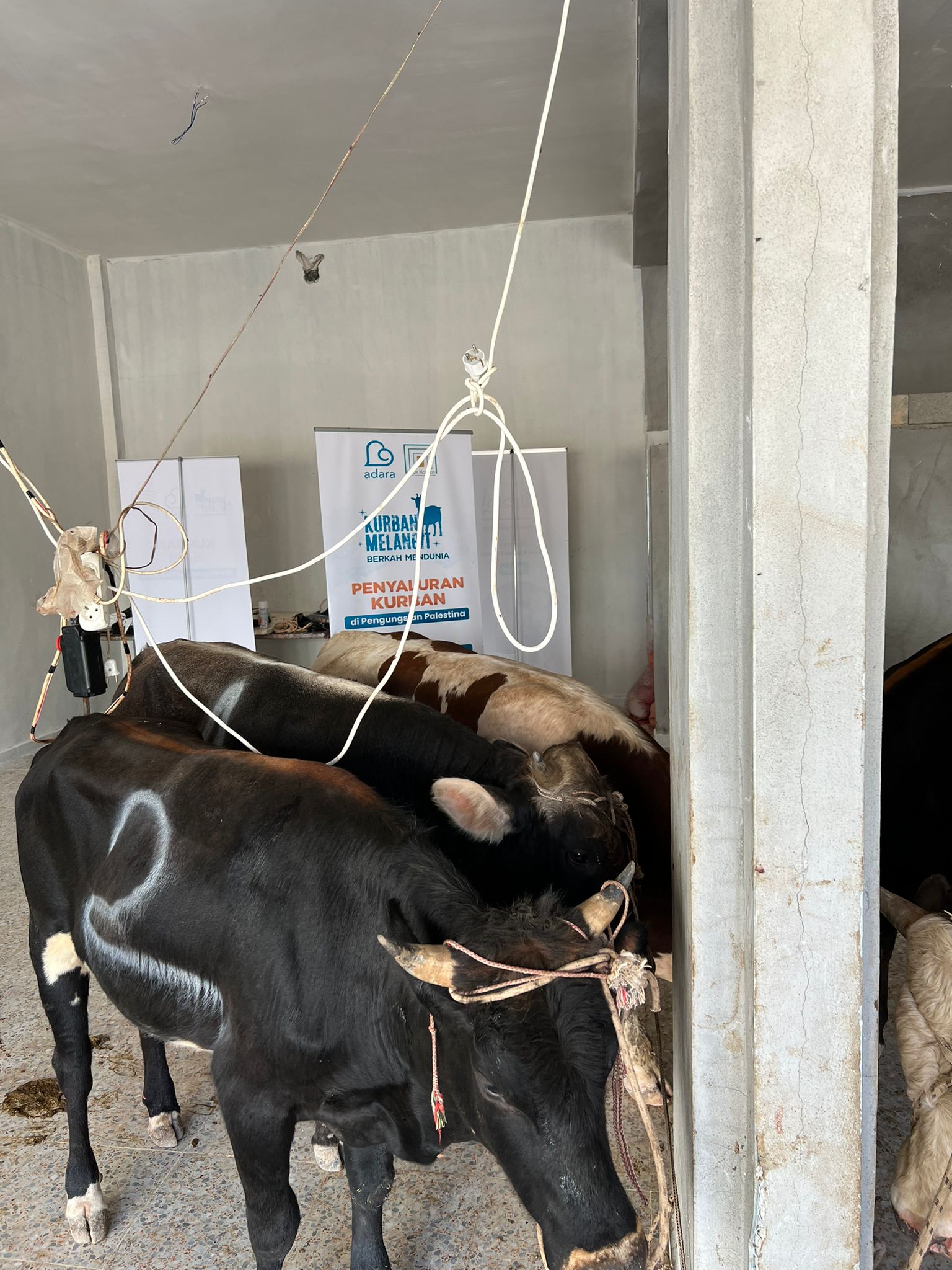 SAPI TELAH DISEMBELIH DI PENGUNGSIAN PALESTINA (Tahap III)