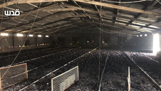 Ayam di dalam peternakan Palestina habis terbakar oleh pemukim Yahudi 