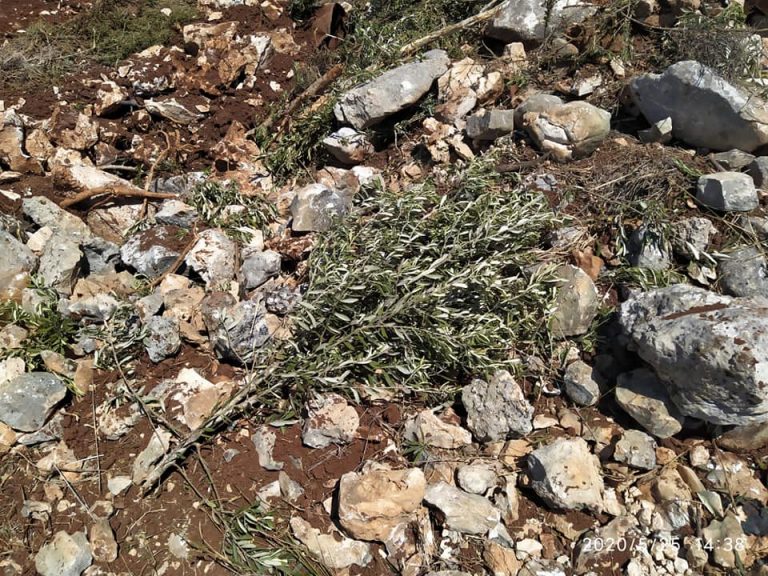 Israel Cabut Puluhan Pohon Zaitun di Selatan Betlehem