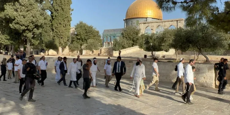 Ekstremis Yahudi Serbu Al-Aqsa dan Tebang 2.000 Pohon Zaitun di Tanah Milik Palestina