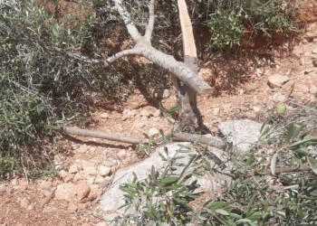 Israel Hancurkan 180 Pohon Zaitun Petani Palestina