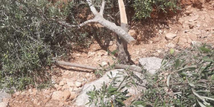 Israel Hancurkan 180 Pohon Zaitun Petani Palestina