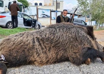 Israel Manfaatkan Babi Hutan untuk Merusak Lahan Pertanian Warga Palestina