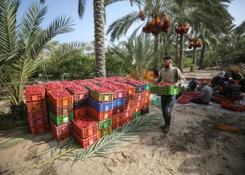 Perubahan Iklim Buat Hasil Panen Kurma di Gaza Anjlok