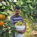 Produksi Panen Jeruk di Gaza Meningkat Dua Kali Lipat