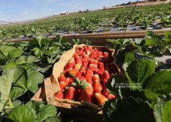 Musim Stroberi di Gaza dan Tantangan Petani di Palestina