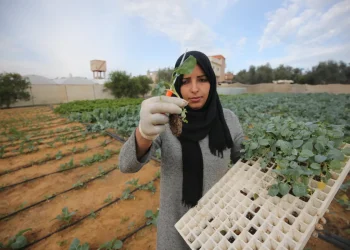 Pertanian Gaza Terus Berkembang  di Tengah Agresi dan Blokade