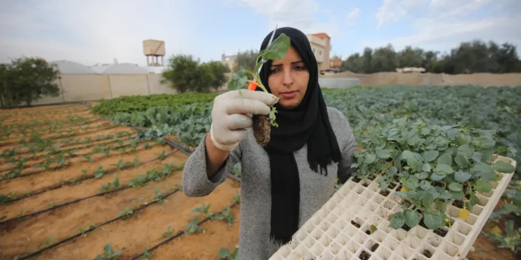 Pertanian Gaza Terus Berkembang  di Tengah Agresi dan Blokade