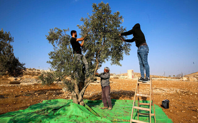 Palestinian farmers picking olives after clashes between farmers, activists and Israeli settlers in the West Bank village of Tawanah, near the west bank city of Hebron, October 22, 2022. (Wisam Hashlamoun/Flash90)