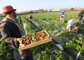 Foto-Foto Panen Stroberi di Gaza