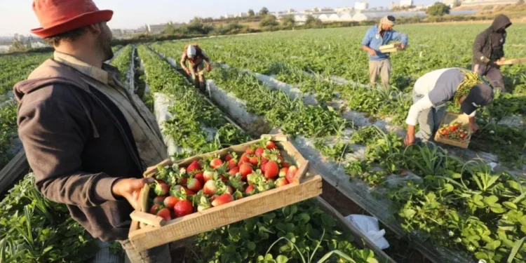 Foto-Foto Panen Stroberi di Gaza
