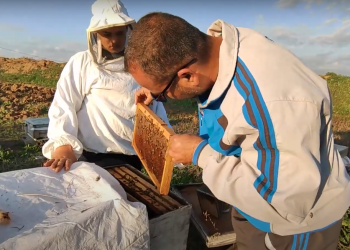 Madu Gaza dan Keistimewaannya