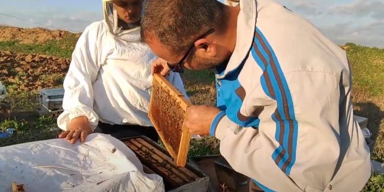 Madu Gaza dan Keistimewaannya