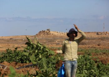 Akibat Apartheid Tanah, Pertanian Palestina dan Israel Bagaikan Langit dan Bumi