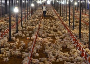 Flu Burung Diwaspadai Jadi KLB di Indonesia