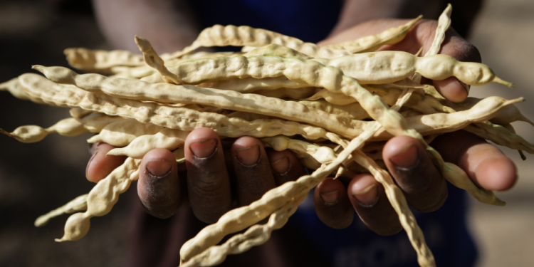 Lebih dari 7 Juta Anak akan Kelaparan Akut di Sahel Tengah pada Pertengahan 2023