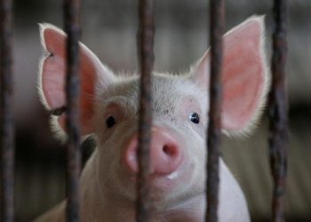 Marak Flu Babi Afrika di Indonesia, Apakah Manusia Bisa Tertular? Ini Kata Kemenkes 