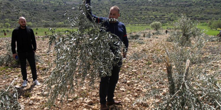 Pemukim Israel Hancurkan 5.000 Pohon Palestina di Tepi Barat, Kelompok Ini Juga Jadi Korban