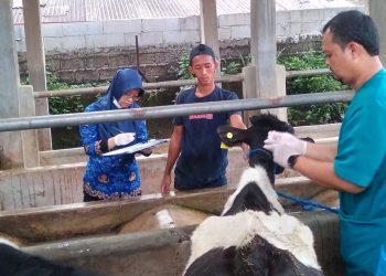 Jelang Idul Adha, Penyakit Kulit pada Ternak Merebak