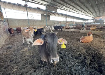 Krisis Ekonomi Semakin Parah Akibat Blokade, Warga Gaza Terancam Tidak Bisa Berkurban