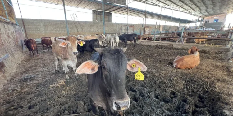 Krisis Ekonomi Semakin Parah Akibat Blokade, Warga Gaza Terancam Tidak Bisa Berkurban