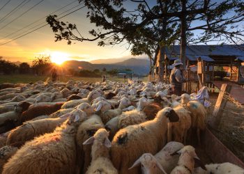 Meneladani Nabi Ibrahim Melalui Ibadah Kurban