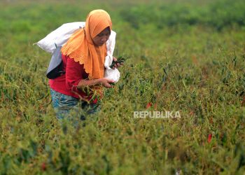 Krisis Iklim Berujung pada Krisis Pangan Indonesia