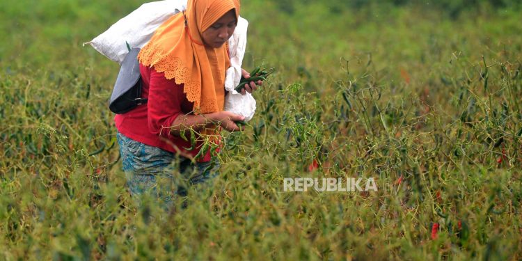 Krisis Iklim Berujung pada Krisis Pangan Indonesia