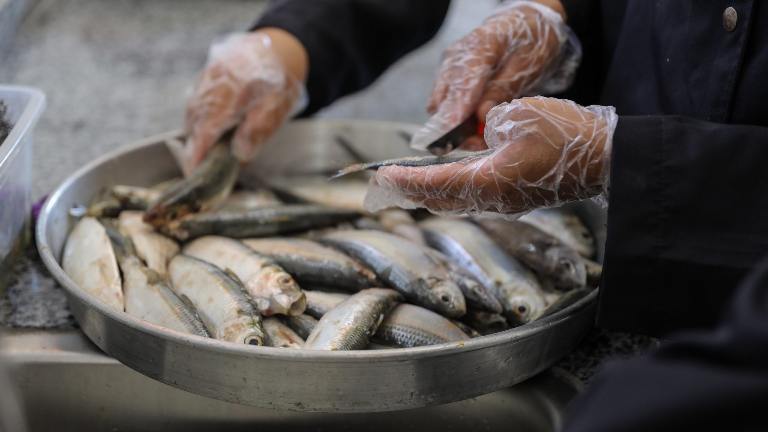 Perempuan Palestina, Penyelamat Industri Perikanan di Gaza