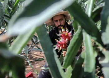 Di Tengah Blokade, Petani Gaza Berhasil Budidayakan Buah Anti-Kanker