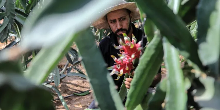 Di Tengah Blokade, Petani Gaza Berhasil Budidayakan Buah Anti-Kanker