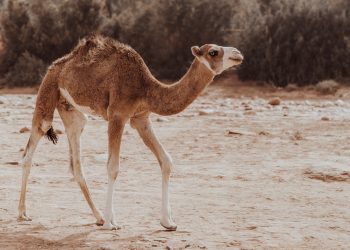 Lawan Rasisme Israel, Siswa Palestina Pergi ke Sekolah Naik Unta