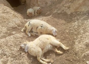 Penggembala dan Petani Palestina di Masafer Yatta Menjadi Korban Serangan Pemukim Kolonial Israel