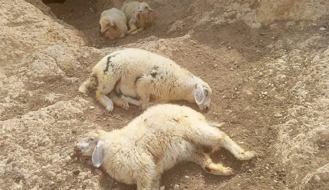 Penggembala dan Petani Palestina di Masafer Yatta Menjadi Korban Serangan Pemukim Kolonial Israel