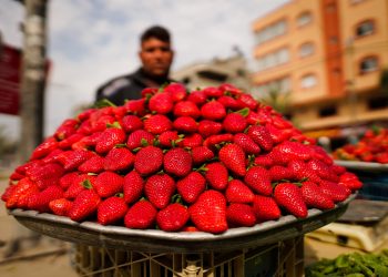 Tidak Ada Stroberi di Gaza Tahun Ini