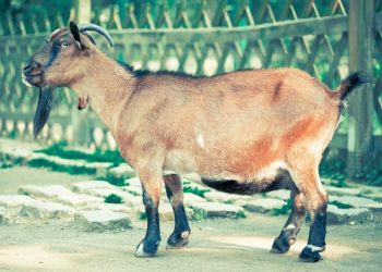 Akikah atau Kurban, Mana yang Lebih Utama?