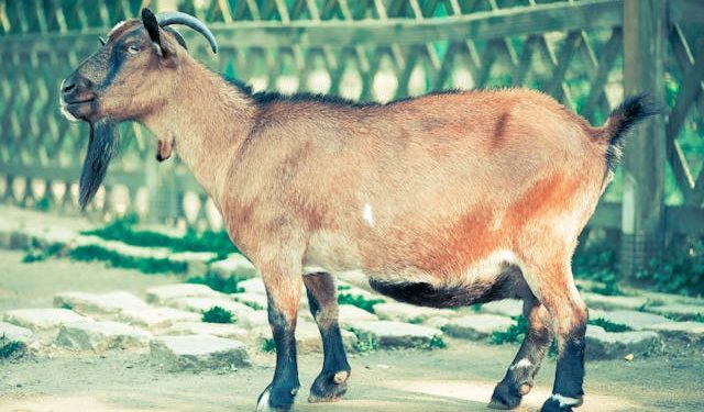 Akikah atau Kurban, Mana yang Lebih Utama?