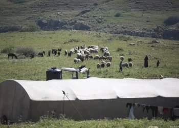 40 komunitas Badui di seluruh wilayah Tepi Barat yang dijajah telah diusir
