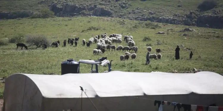 40 komunitas Badui di seluruh wilayah Tepi Barat yang dijajah telah diusir