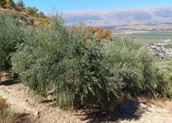 Agresi Israel Hancurkan Musim Panen Zaitun di Lebanon