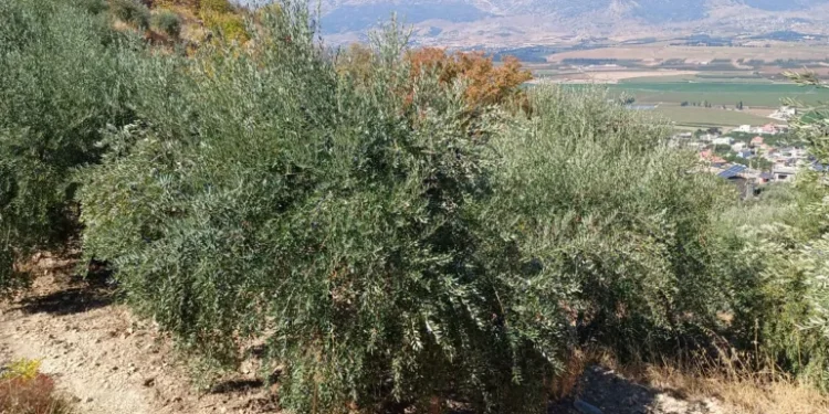 Agresi Israel Hancurkan Musim Panen Zaitun di Lebanon